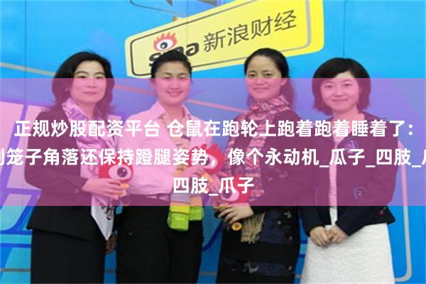 正规炒股配资平台 仓鼠在跑轮上跑着跑着睡着了：滚到笼子角落还保持蹬腿姿势，像个永动机_瓜子_四肢_爪子